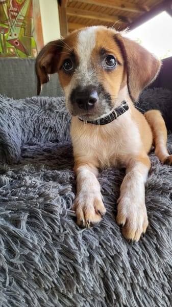 Amore, mâle croisé berger, né le 03/05/2025 🐶
