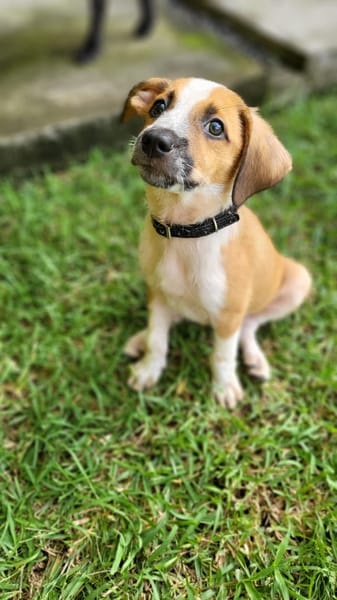 Amore, mâle croisé berger, né le 03/05/2025 🐶