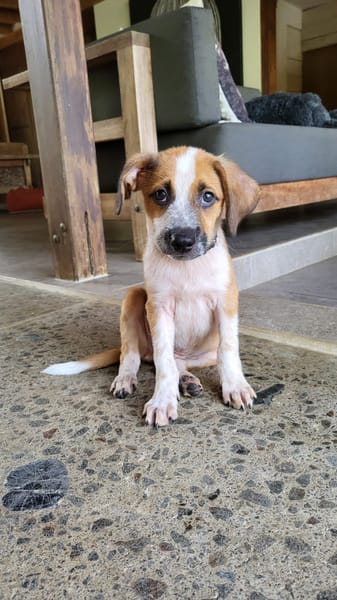 Amore, mâle croisé berger, né le 03/05/2025 🐶