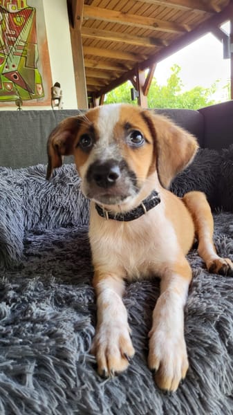 Amore, mâle croisé berger, né le 03/05/2025 🐶