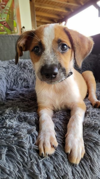 Amore, mâle croisé berger, né le 03/05/2025 🐶