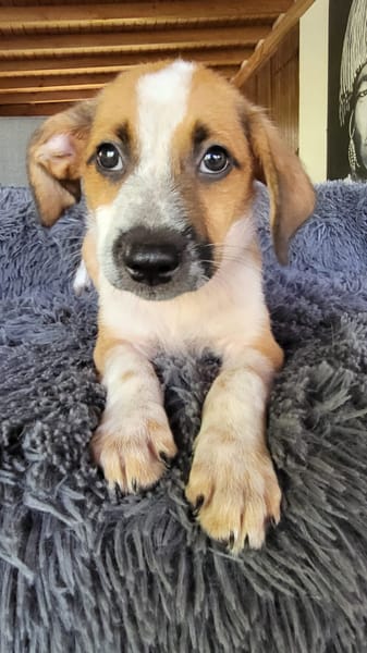 Amore, mâle croisé berger, né le 03/05/2025 🐶
