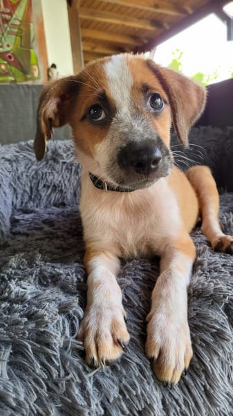Amore, mâle croisé berger, né le 03/05/2025 🐶
