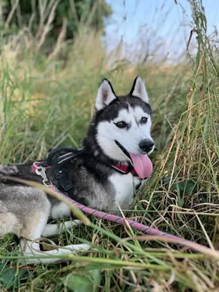 MAEKO