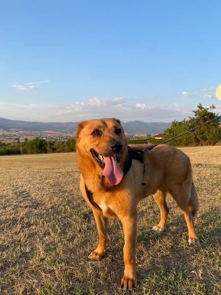 Zeus