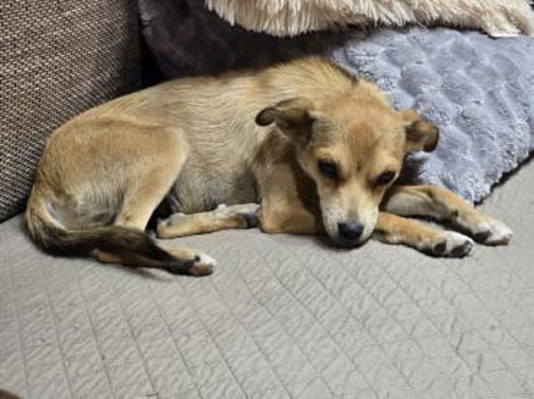 Pixie - Zarte Mama sucht ein Körbchen