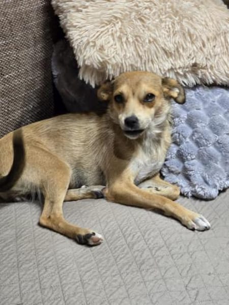 Pixie - Zarte Mama sucht ein Körbchen