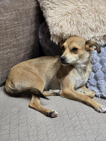 Pixie - Zarte Mama sucht ein Körbchen
