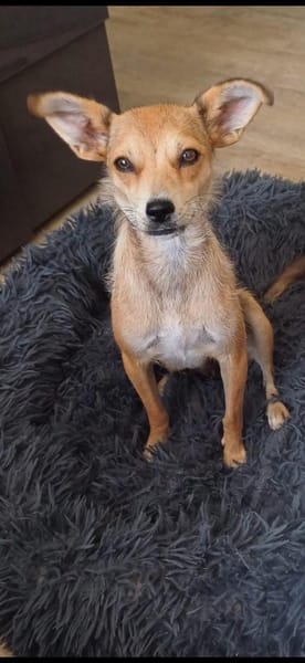 Pixie - Zarte Mama sucht ein Körbchen