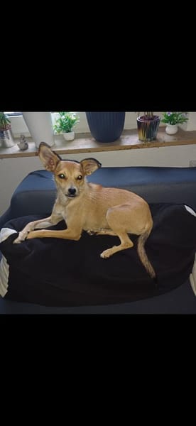Pixie - Zarte Mama sucht ein Körbchen