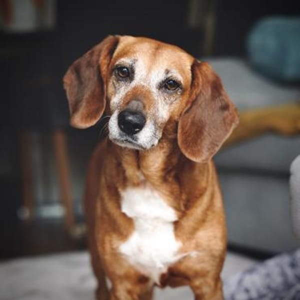 💜Ramona - liebevolle Hündin