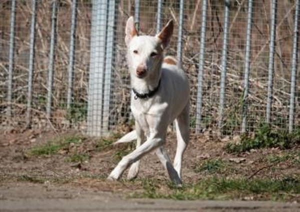 Kross1 sucht ein Zuhause