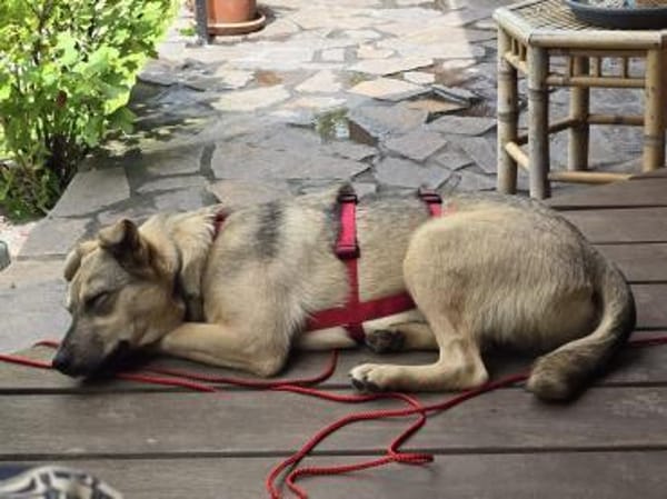 Fredo, jung und verspielt
