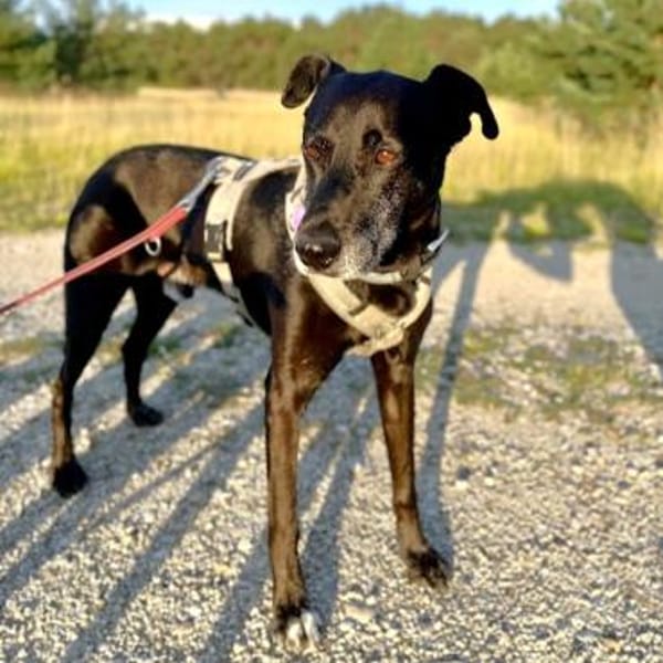Bruno - Liebevoller Schmuser mit Herz