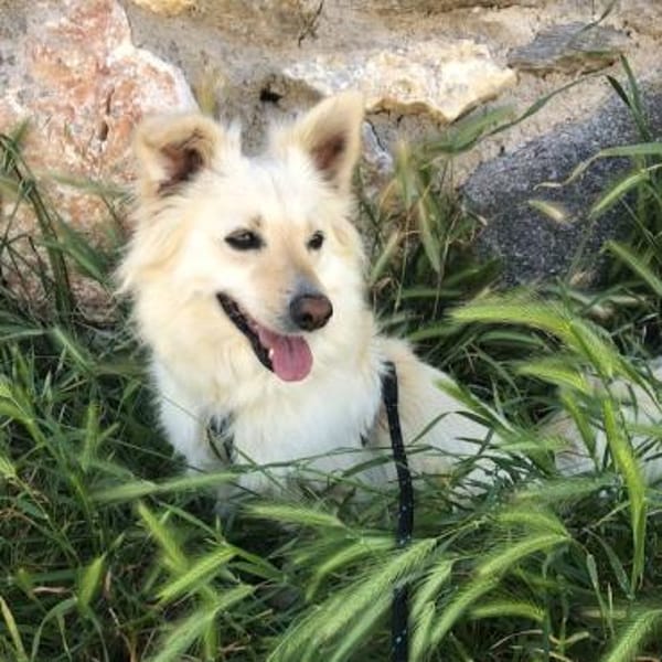 Schmusebacke sucht liebevolles Zuhause