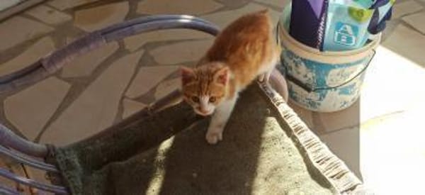 Kleiner Miraculix sucht Zuhause!