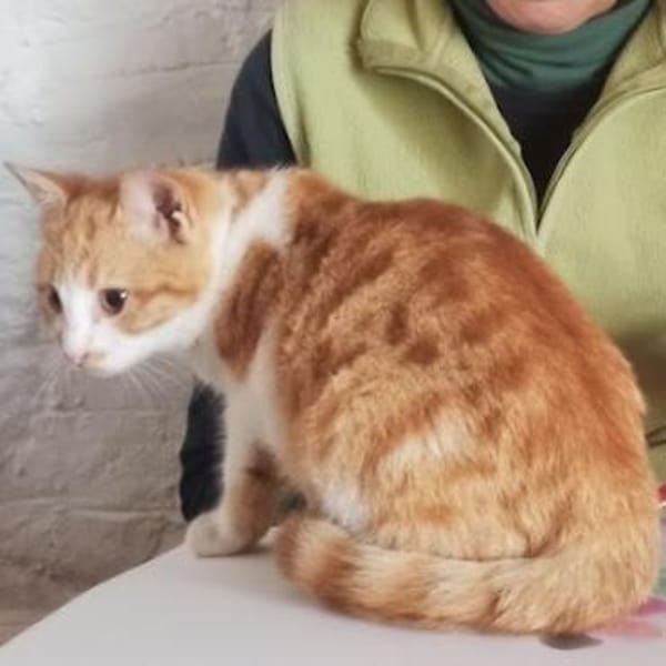 Kleiner Miraculix sucht Zuhause!