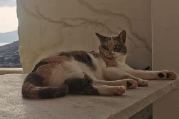 Die schöne Bella sucht ein Zuhause!