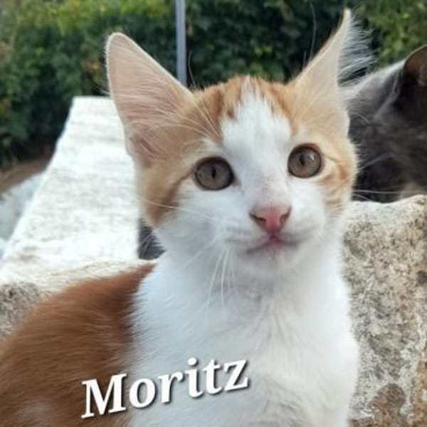Kleiner Moritz möchte Welt entdecken!