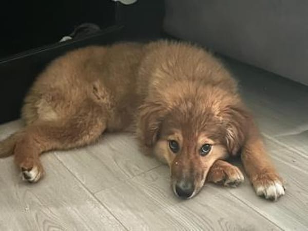 Bolt sucht liebe Hunde-Eltern ✨