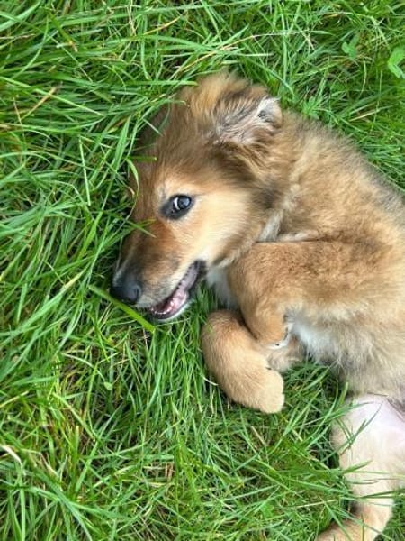 Bolt sucht liebe Hunde-Eltern ✨