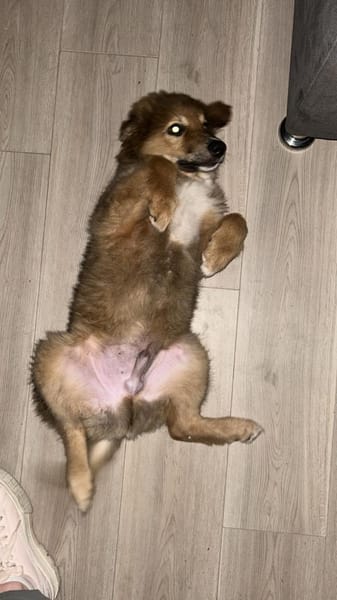 Bolt sucht liebe Hunde-Eltern ✨