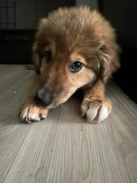 Bolt sucht liebe Hunde-Eltern ✨