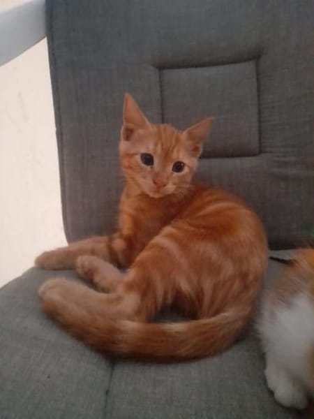 Max der kleine Abenteurer!