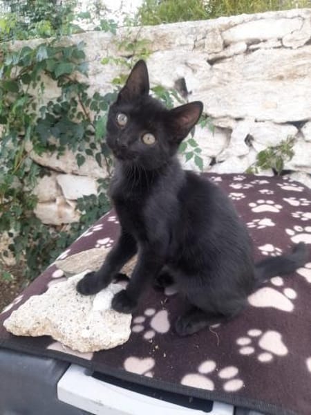 Mr. Jackson der Schmusekater!