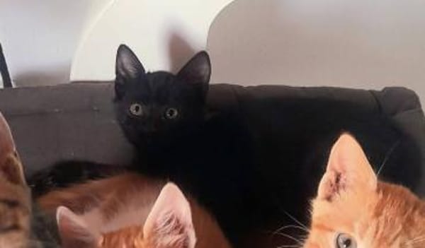 Mr. Jackson der Schmusekater!