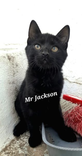 Mr. Jackson der Schmusekater!