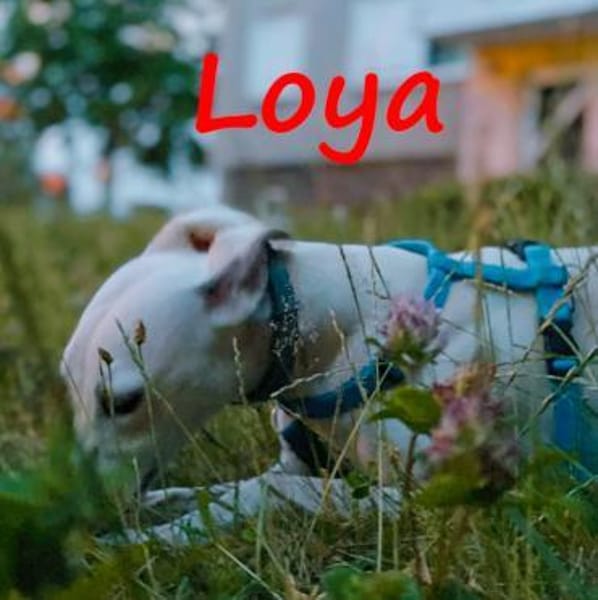 Loya DRINGEND Hilfe gesucht 08/2024 DE