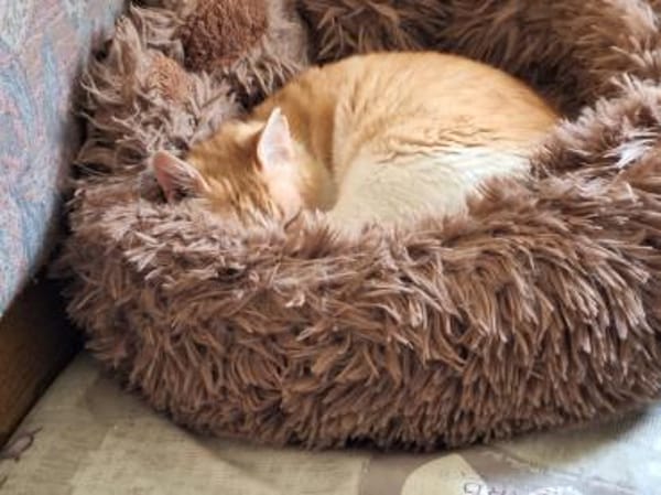 Unsere zarte und verkuschelte Maya