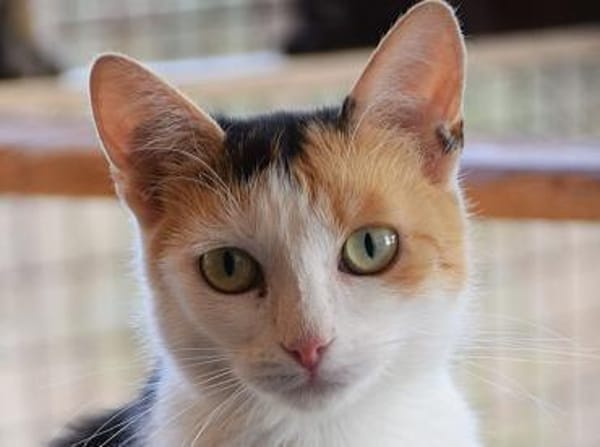BALI-zuckersüße Tricolor-Katze