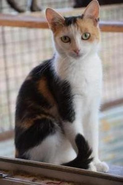 BALI-zuckersüße Tricolor-Katze