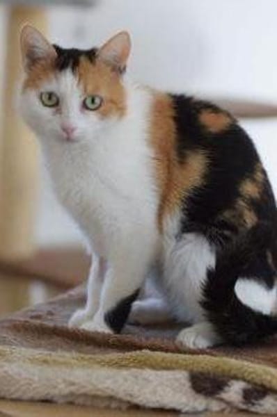 BALI-zuckersüße Tricolor-Katze
