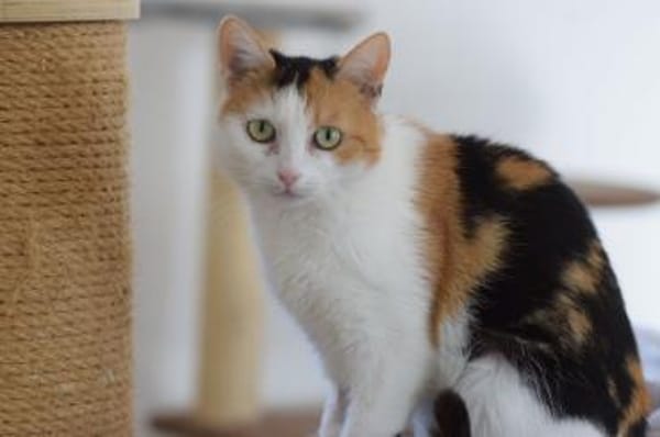 BALI-zuckersüße Tricolor-Katze