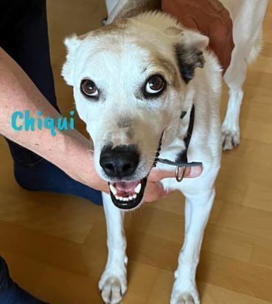 Chiqui liebevoll und verspielt 09/22 DE