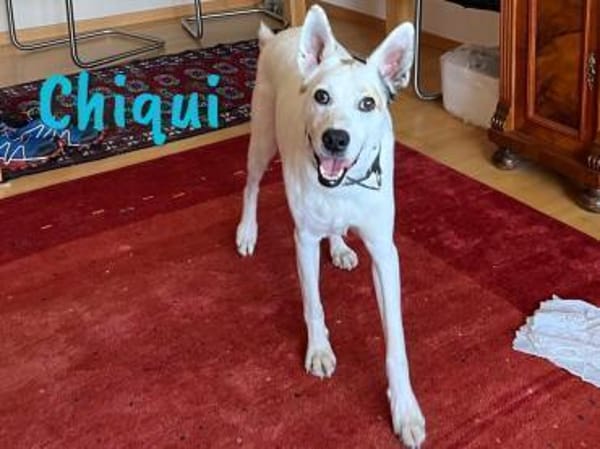 Chiqui liebevoll und verspielt 09/22 DE