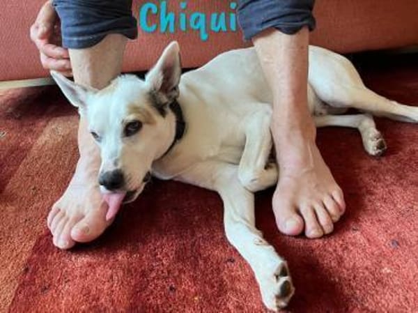 Chiqui liebevoll und verspielt 09/22 DE
