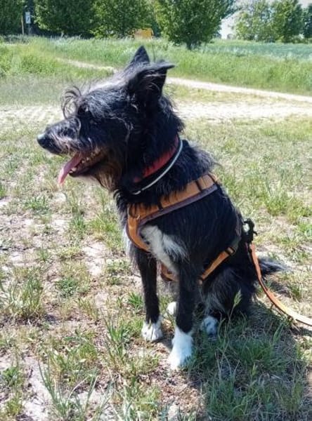 Phoebe sucht ihr Für-Immer-Zuhause!