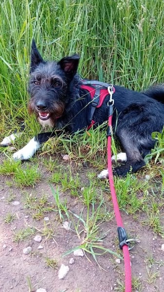 Phoebe sucht ihr Für-Immer-Zuhause!
