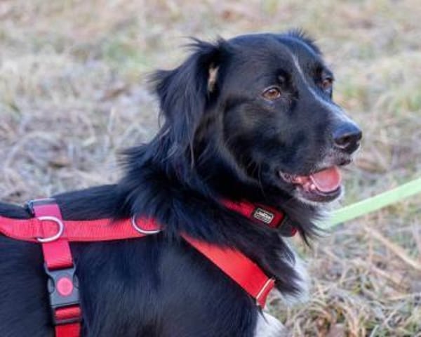 Pepper, Pflegestelle in Niedersachsen