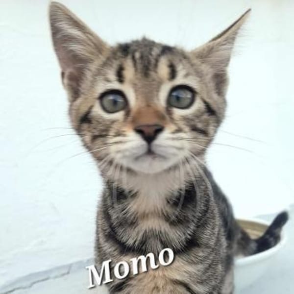 Momo - Ein Traum-Kätzchen!