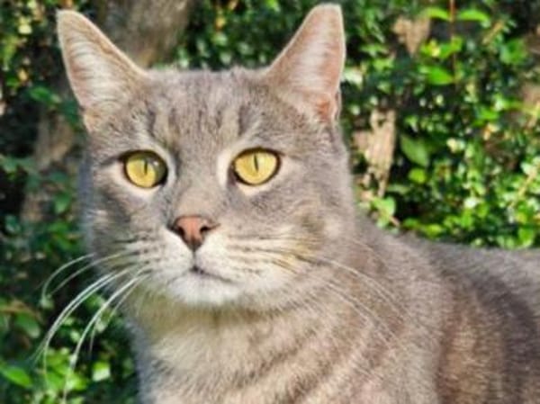 Hübscher GioGio sucht liebevolles Heim