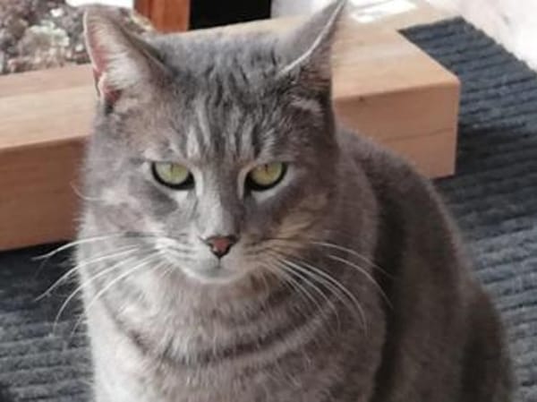 Hübscher GioGio sucht liebevolles Heim