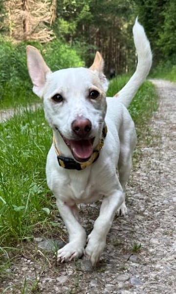 Manolo auf der Suche nach Glück 82284