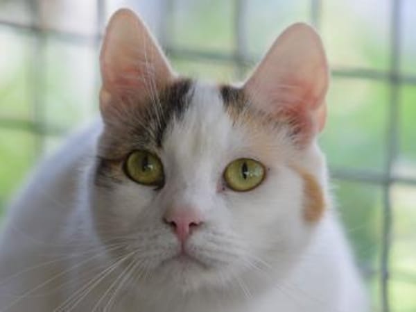 BATIDA-wunderschöne Tricolor-Katze