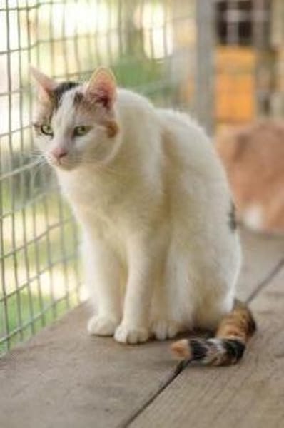 BATIDA-wunderschöne Tricolor-Katze