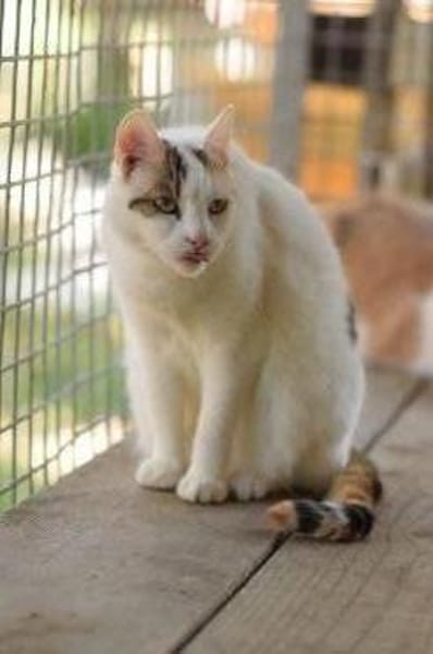 BATIDA-wunderschöne Tricolor-Katze